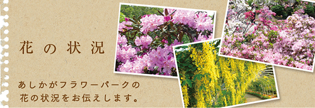 現在の花の状況