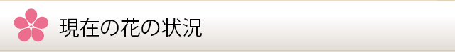 現在の花の状況