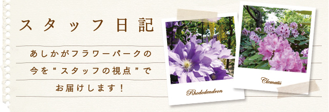 スタッフ日記
