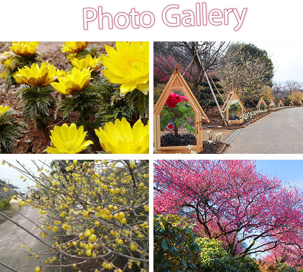 紫陽花と色とりどりの花菖蒲