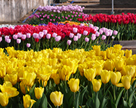 チューリップ