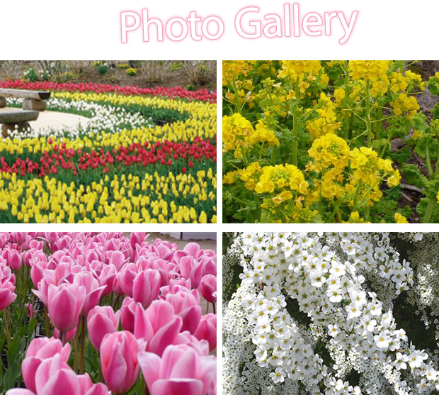 紫陽花と色とりどりの花菖蒲