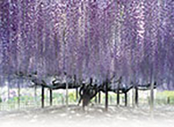 ふじのはな物語