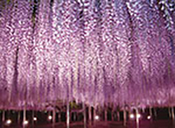 ふじのはな物語