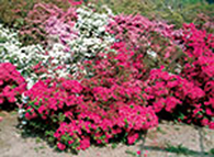 ふじのはな物語