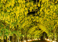 ふじのはな物語