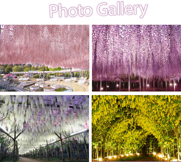 ふじのはな物語