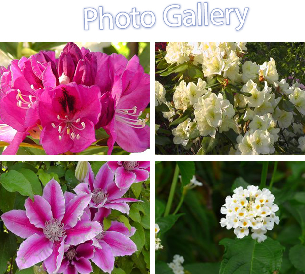 紫陽花と色とりどりの花菖蒲