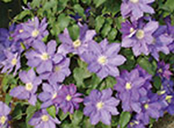 レインボーガーデン