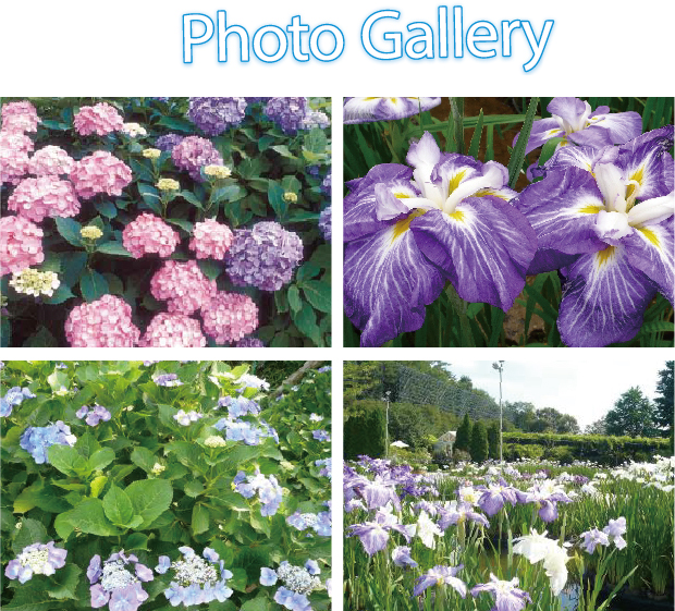 紫陽花と色とりどりの花菖蒲