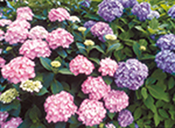 ブルー＆ホワイトガーデン