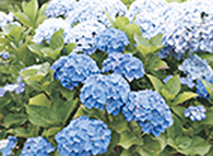 ブルー＆ホワイトガーデン