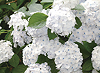 ブルー＆ホワイトガーデン