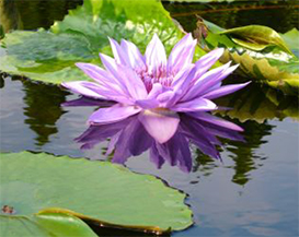 熱帯性スイレン