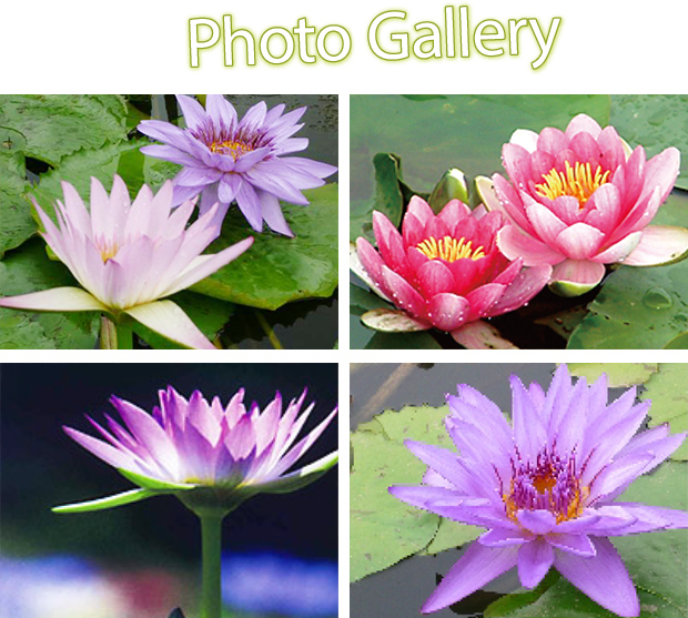水に浮かぶ花の妖精たち