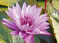 水辺に浮かぶ花の妖精たち