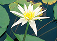 水辺に浮かぶ花の妖精たち