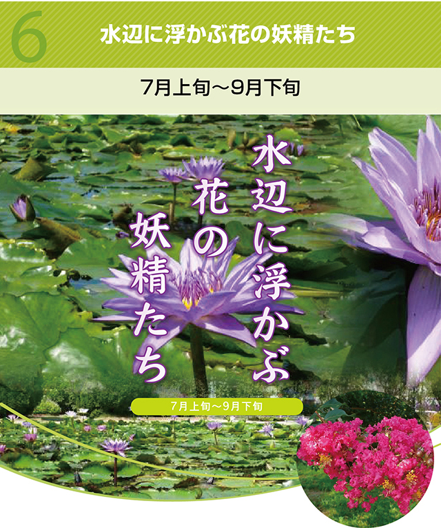 水に浮かぶ花の妖精たち