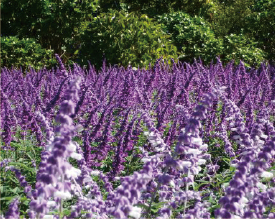 アメジストセージ