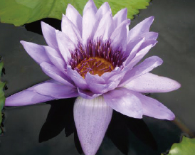 熱帯性スイレン