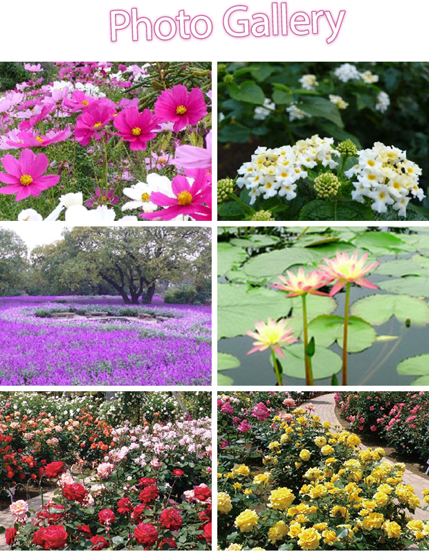 パープルガーデン＆ローズガーデン