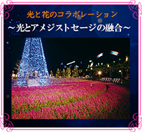 光とアメジストセージの融合