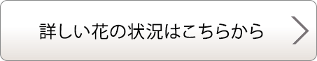 詳しい花の状況はこちらから