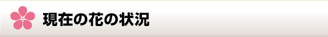 現在の花の状況