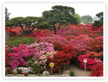 つつじが岡公園