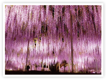 あしかがフラワーパーク