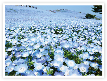 国営ひたち海浜公園