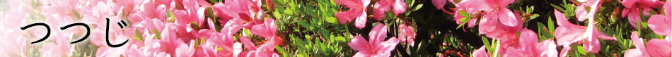 つつじ