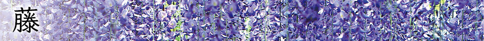 藤