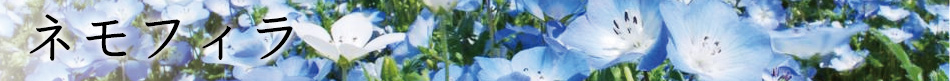 ネモフィラ