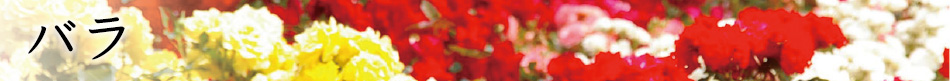 バラ