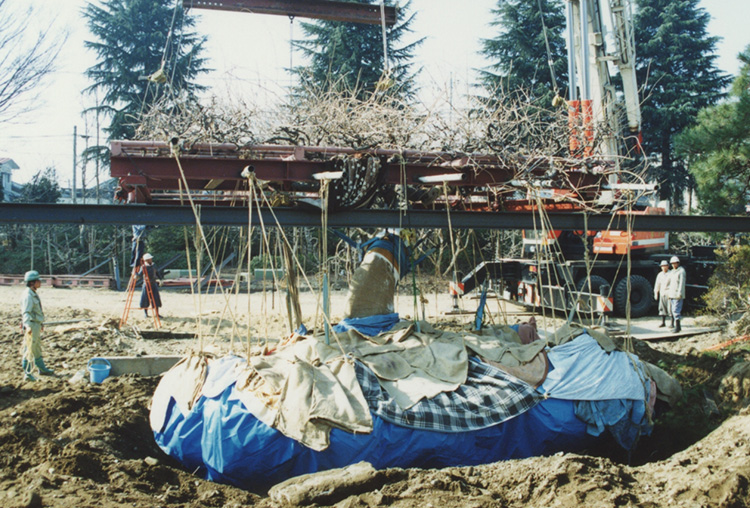 1994年　移植に向け、600㎡の棚を72㎡に縮小する。