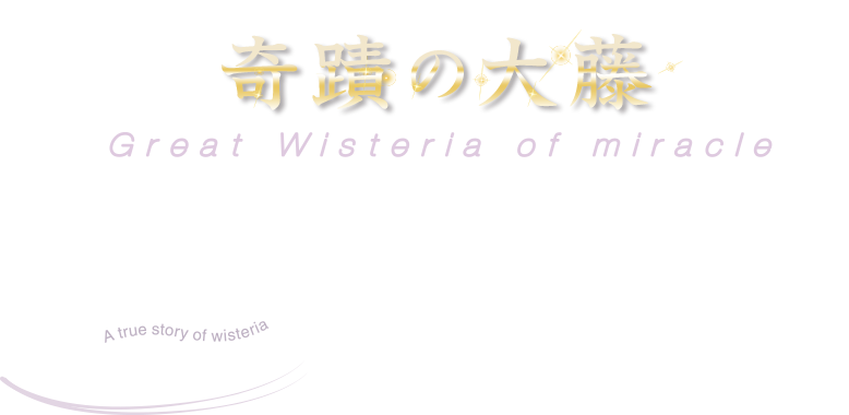 奇蹟の大藤　真実のふじのはな物語　Great Wisteria of miracle