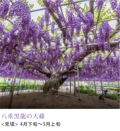 八重黒龍の大藤 見頃 4月下旬～5月上旬