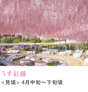 うす紅藤 見頃 4月中旬～下旬頃