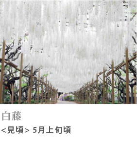 白藤 見頃 5月上旬頃