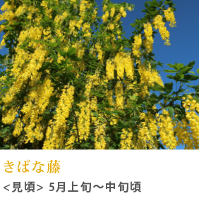 きばな藤 見頃 5月上旬～中旬頃